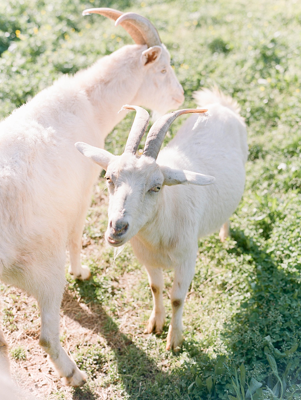 Goats at Serenbe Farms