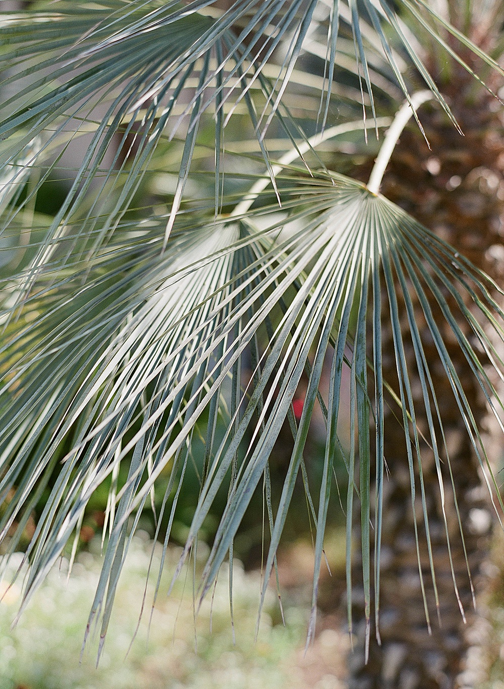 Palm fronds in Balboa Park