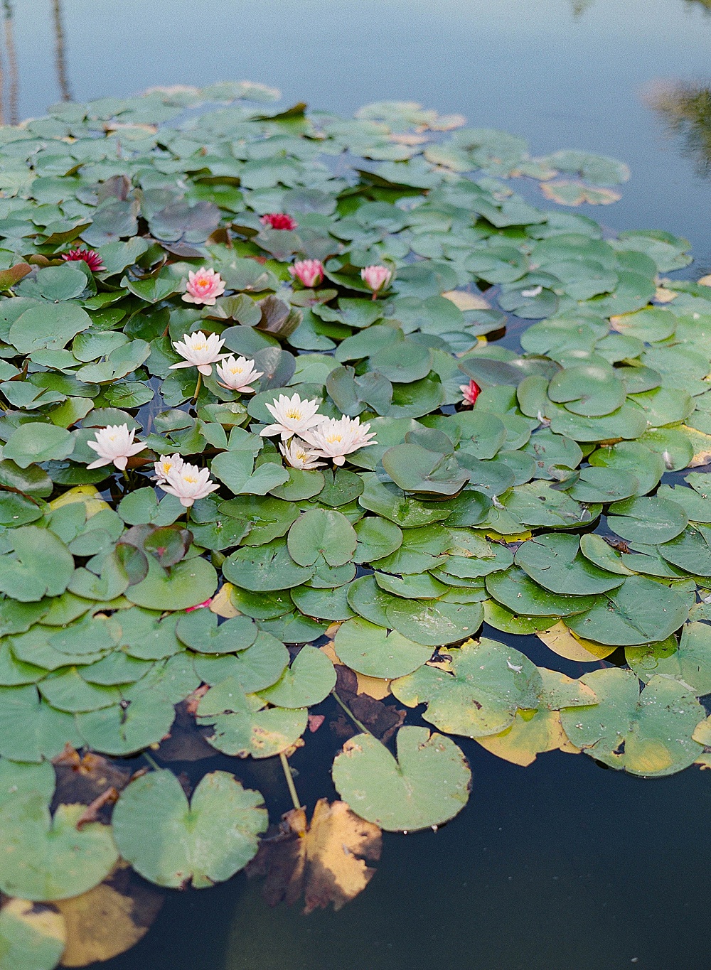 lily pads in Balboa Park