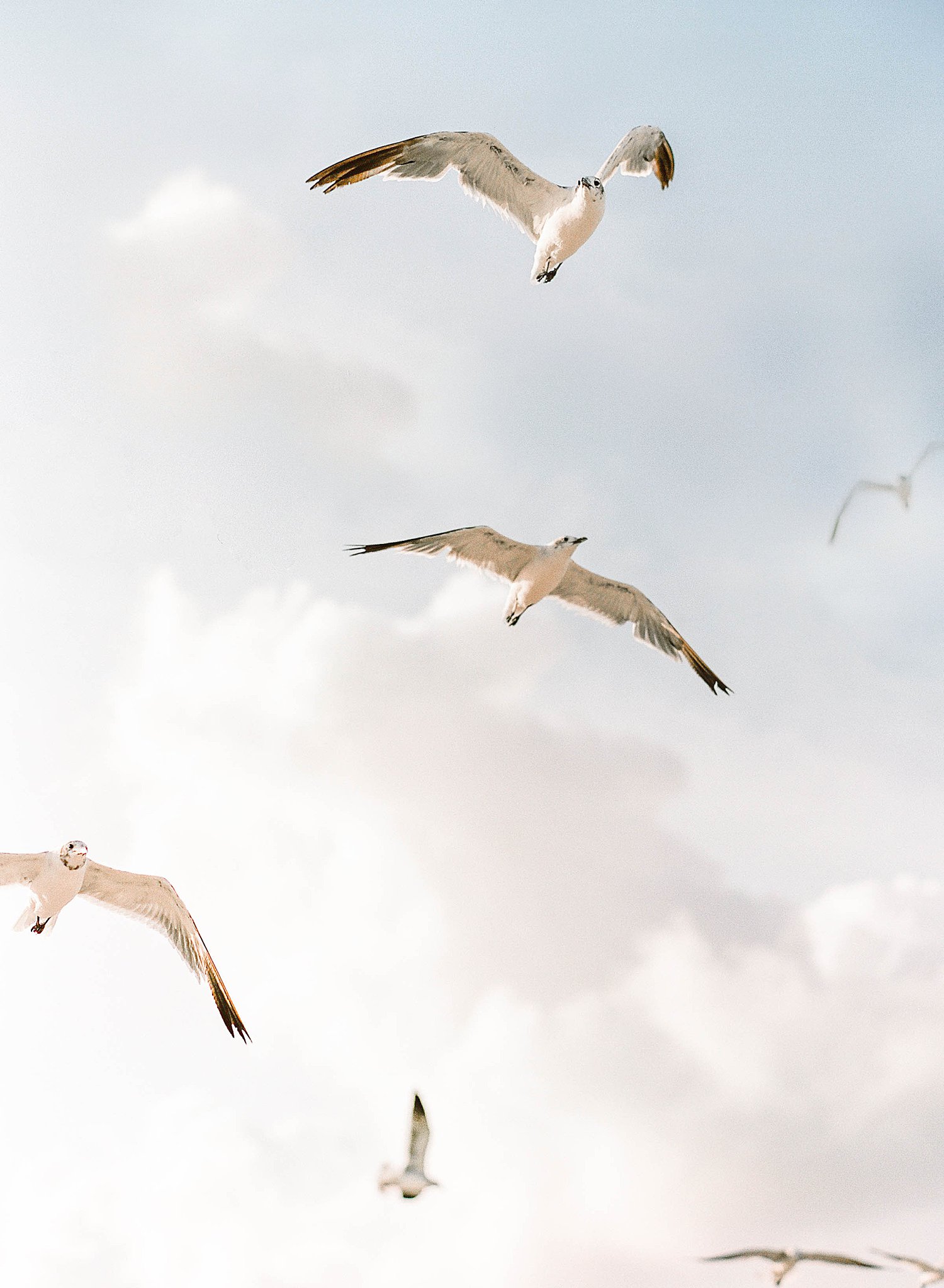 Seagulls on Tybee Island