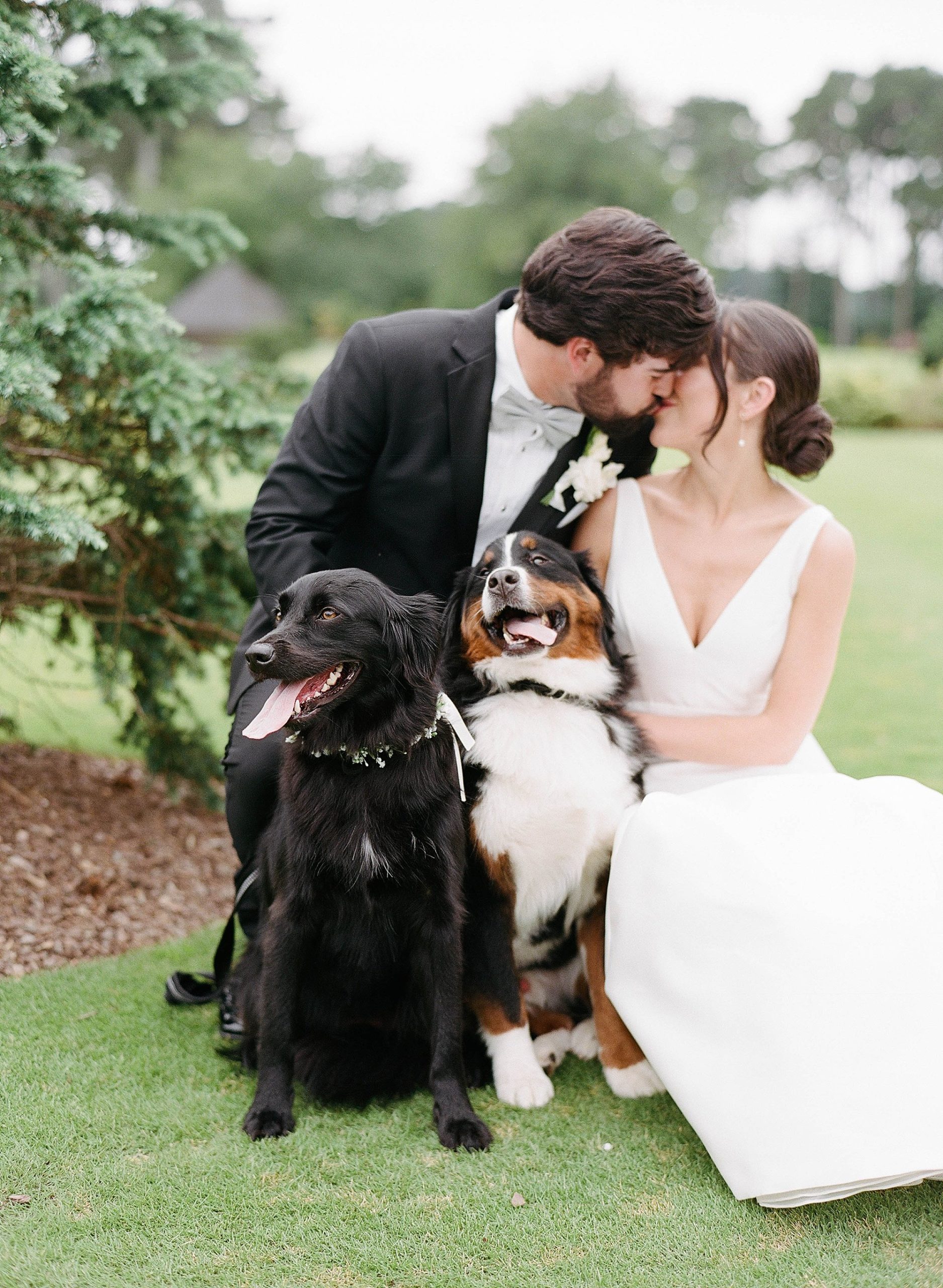 Dogs on Wedding Day 