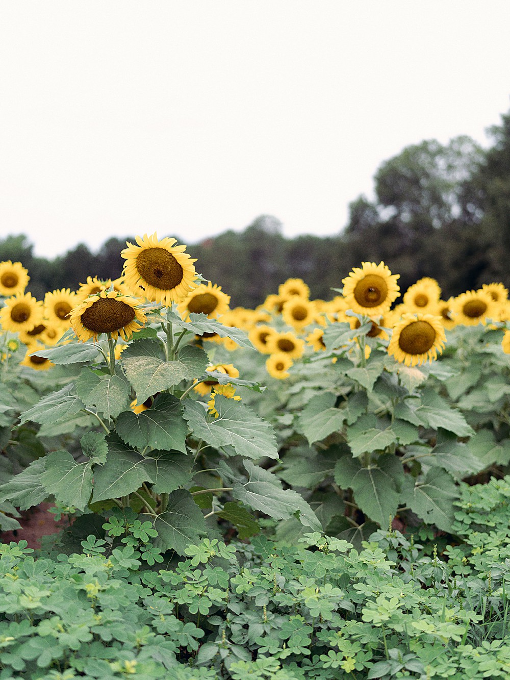 Sunflowers from Gregg Farms in Concord, Georgia
