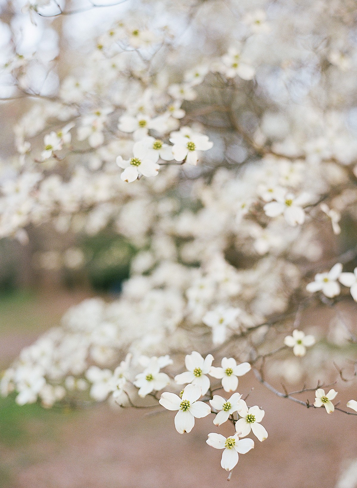 Dogwood blooms in Piedmont Park, Atlanta