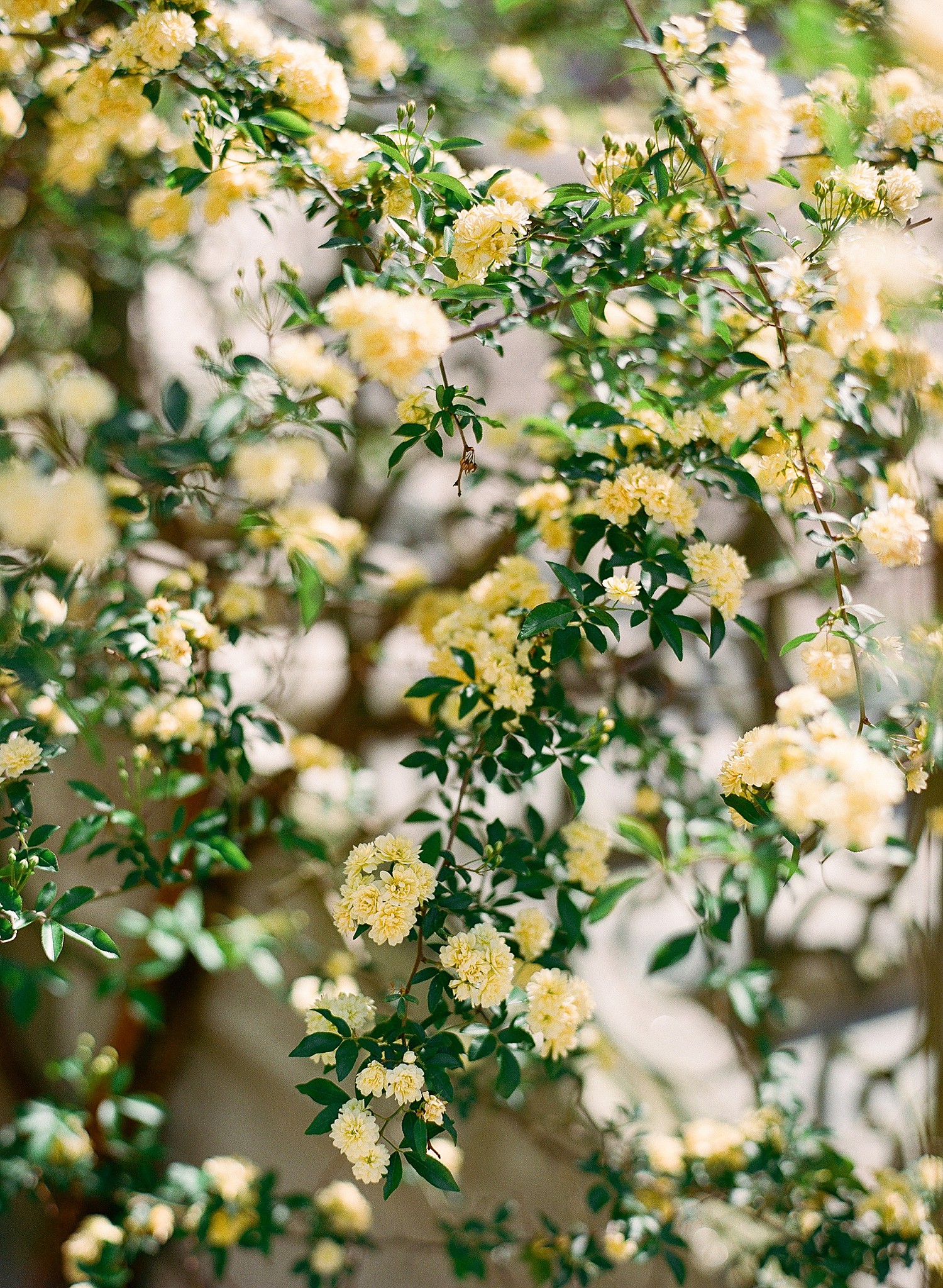 Close up of yellow florals