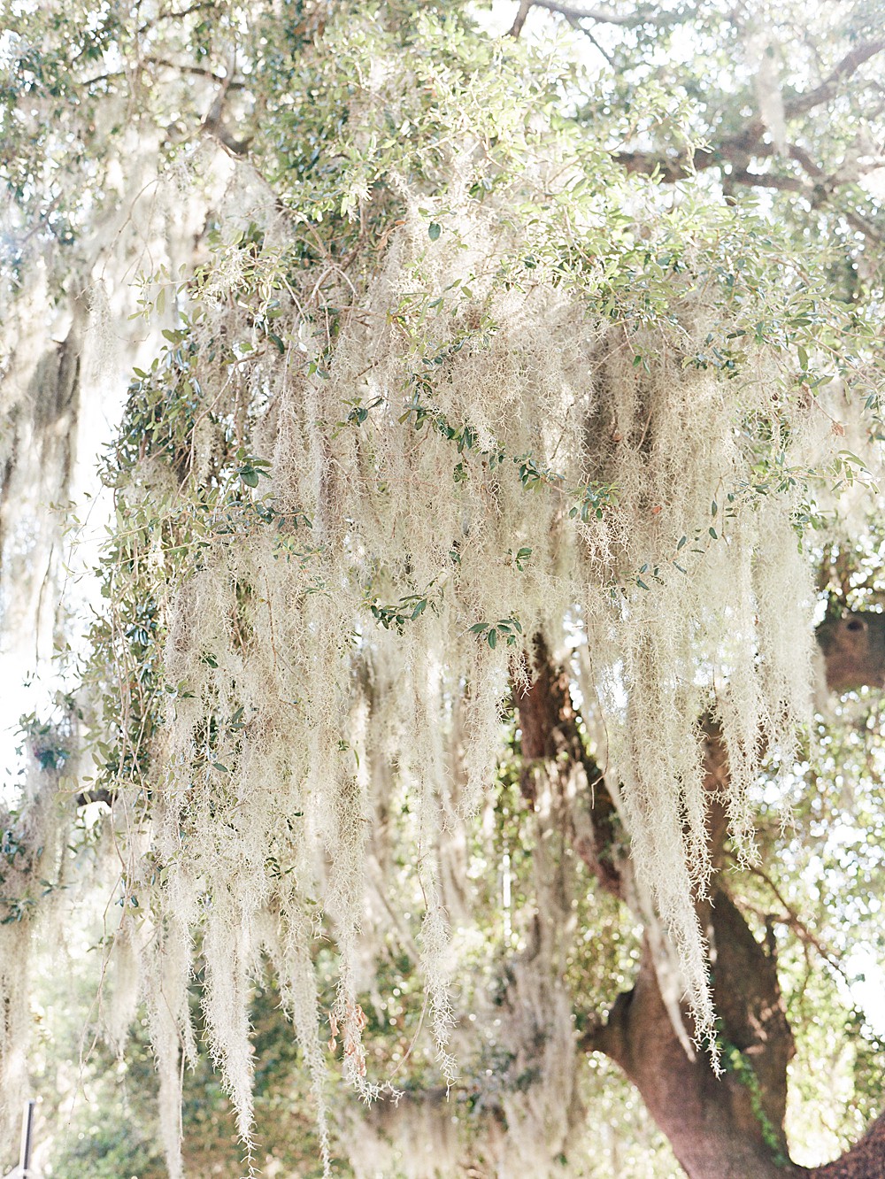 Spanish moss in Forsyth Park, Savannah
