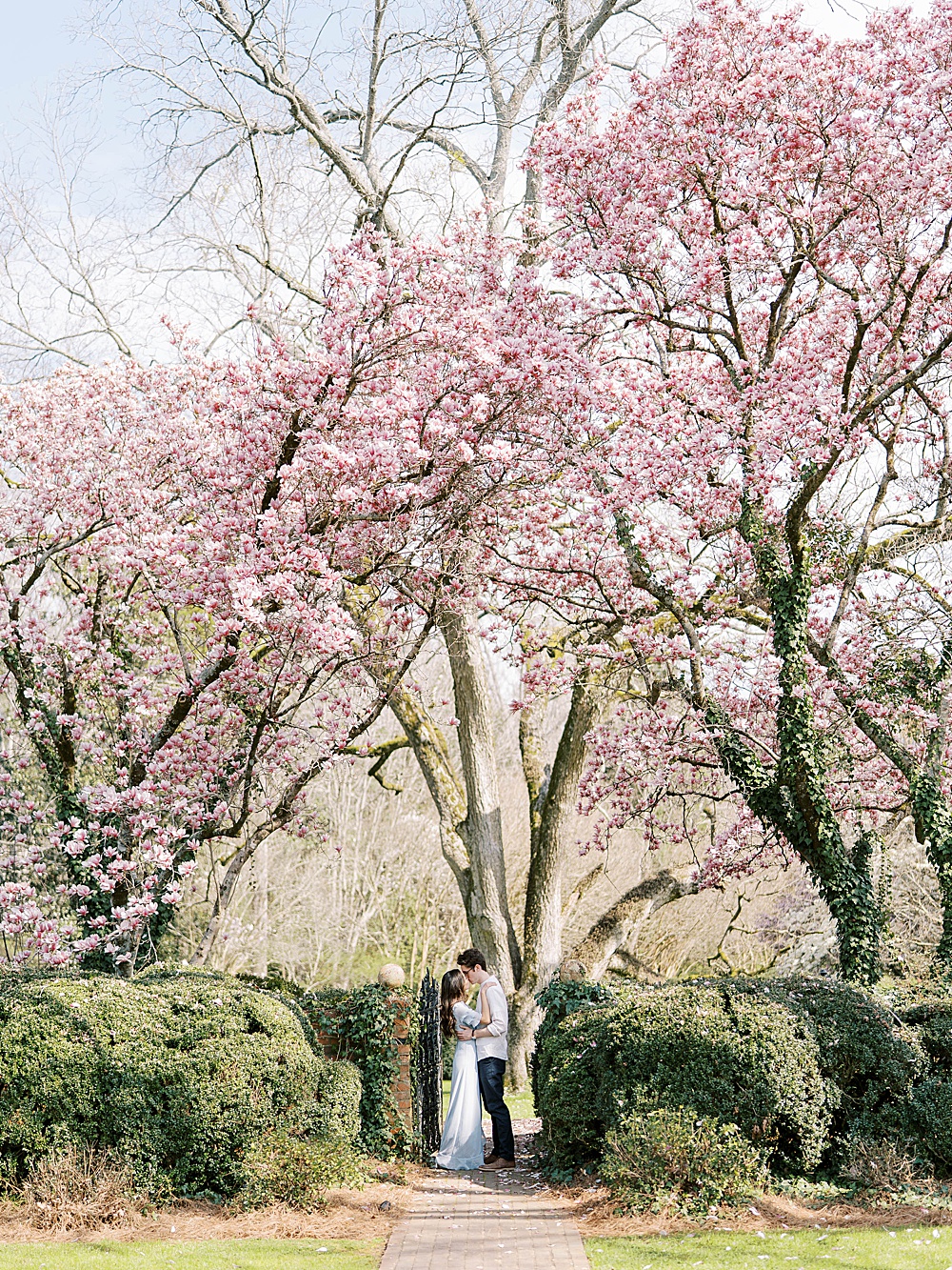 Engagement photo at Meadowlark 1939 with cherry blossoms trees and tulip trees